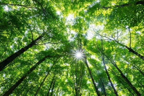 Sunlight bursts through the vibrant green canopy of tall deciduous trees, viewed from below, creating a bright dappled effect.