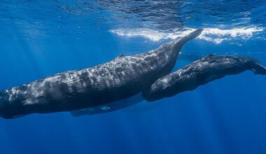 Saving sperm whales in Greek seas