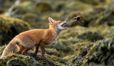 A red fox stands on seaweed-covered ground, mouth open and eyes focused as it prepares to catch a crab that is mid-air in front of it.