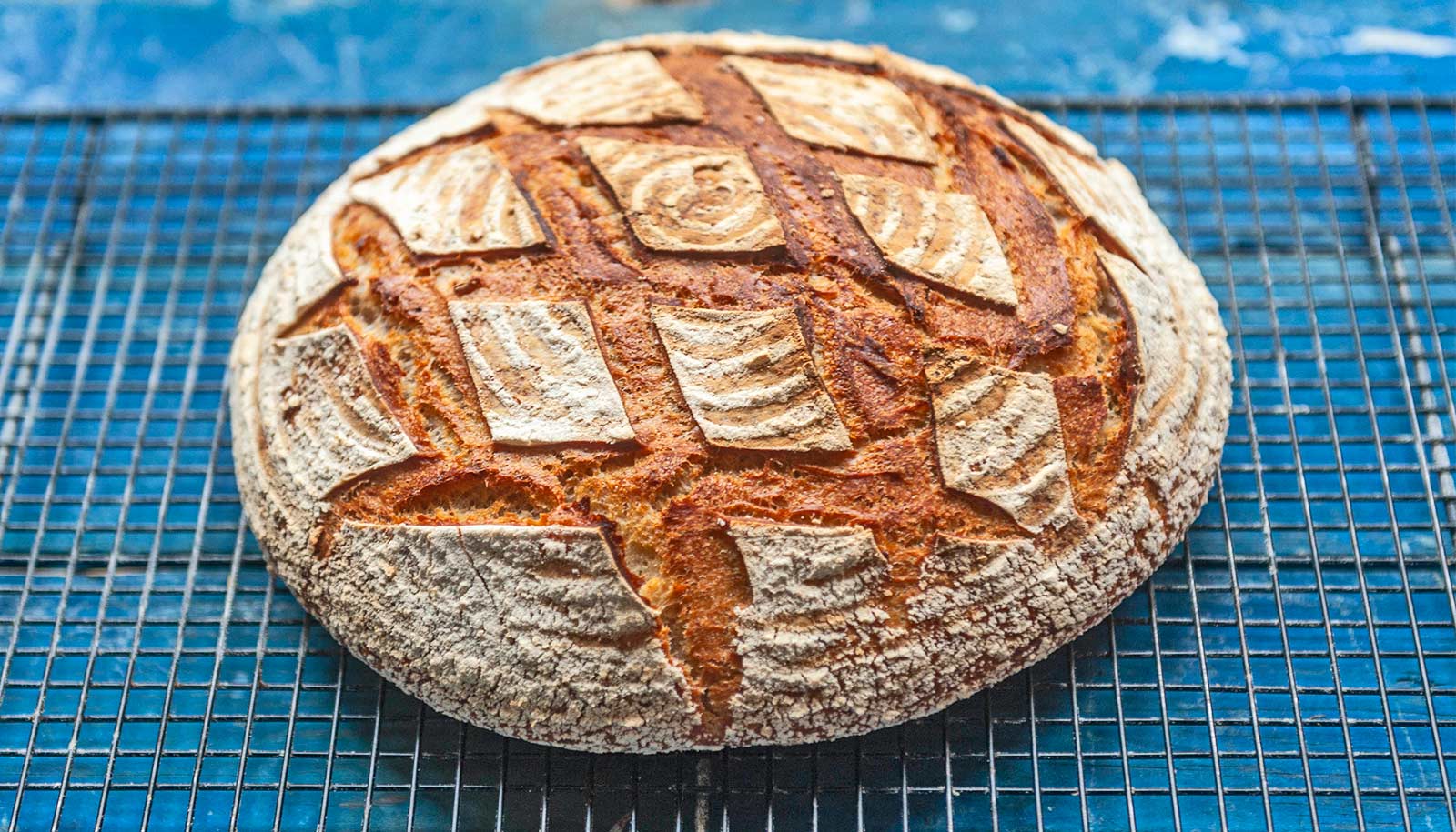 Sourdough starters shed light on microscopic life