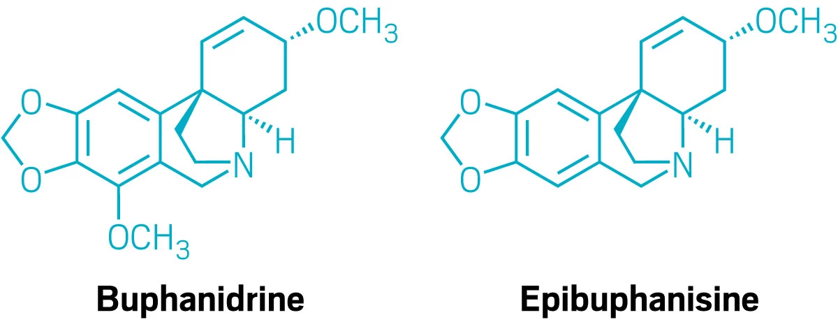 Chemical structures of buphanidrine and epibuphanidine, two plant-derived alkaloids.