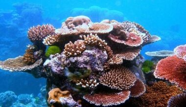 Researchers Say the Oceans Have Passed a Milestone for Acidification