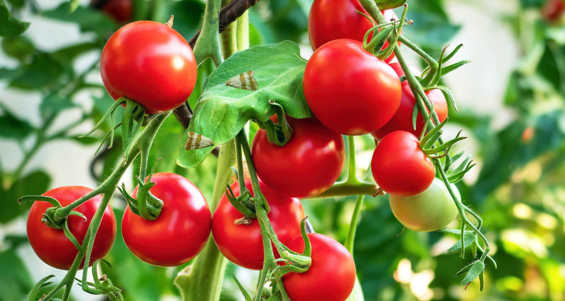 Insects can hear plants "talking" before deciding where to lay eggs