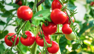 Insects can hear plants "talking" before deciding where to lay eggs