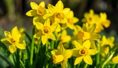 Is January Too Late To Plant Bulbs?