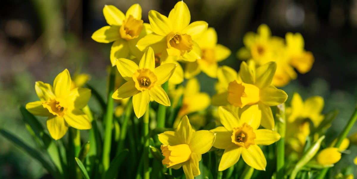 Is January Too Late To Plant Bulbs?