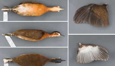 A new species of Tinamus resonans bird has been discovered in the Serra do Divisor, Acre, revealing unique and threatened biodiversity in the Amazon.