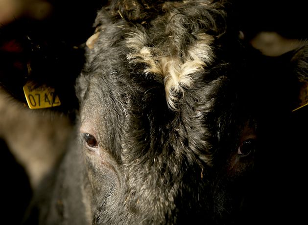 Three bluetongue vaccines approved for use in Ireland, though immunity duration still unclear