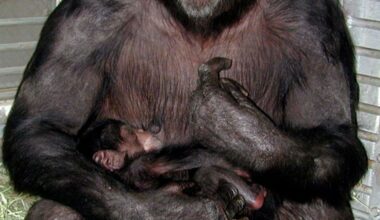 Remembering Ai, a remarkably intelligent chimpanzee : NPR