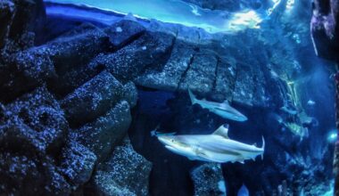 Ocean changes could weaken sharks' teeth, knocking them down food chain