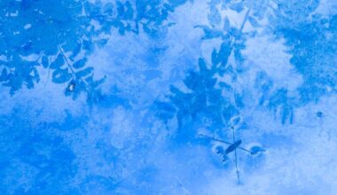 A water strider skims across the bright blue, icy surface of a pond, with frozen plant leaves visible beneath the water.