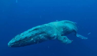 NOAA asks mariners to watch out for entangled humpback whale