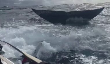 Rowing Team’s Breathtaking Face-to-Face with Whale Caught on Film While Crossing Atlantic (WATCH)