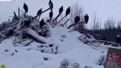 Why hundreds of bald eagles are flocking to northern British Columbia’s frozen mountains during winter