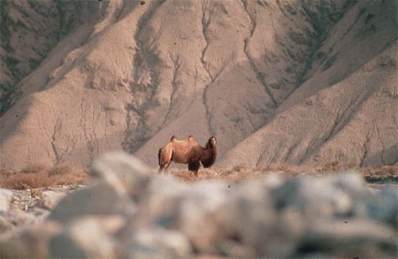 Wild Camels