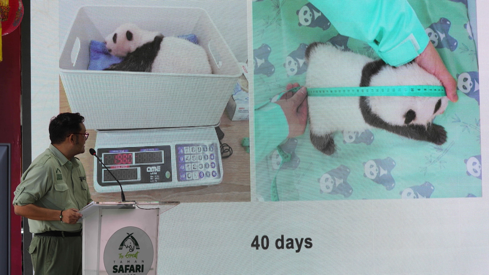 Indonesia's panda cub Rio thriving 40 days after birth