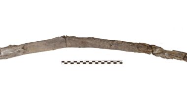 Scientists recover the oldest wooden tools from a site in Greece