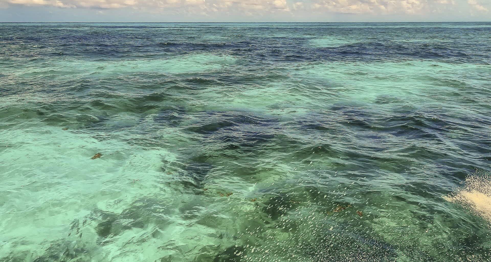 The National Oceanic and Atmospheric Administration is on the lookout for an invasive species of xenia pulse corals that could harm Florida's marine ecosystems.