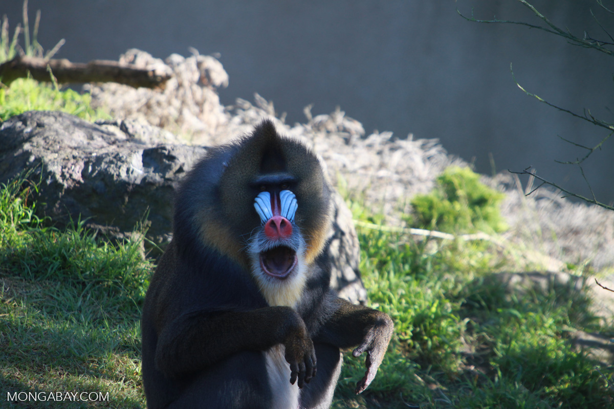 Mandrills, considered one of the most colorful mammals , are the most seized monkeys in the illegal trade. Image by Rhett A Butler/Mongabay