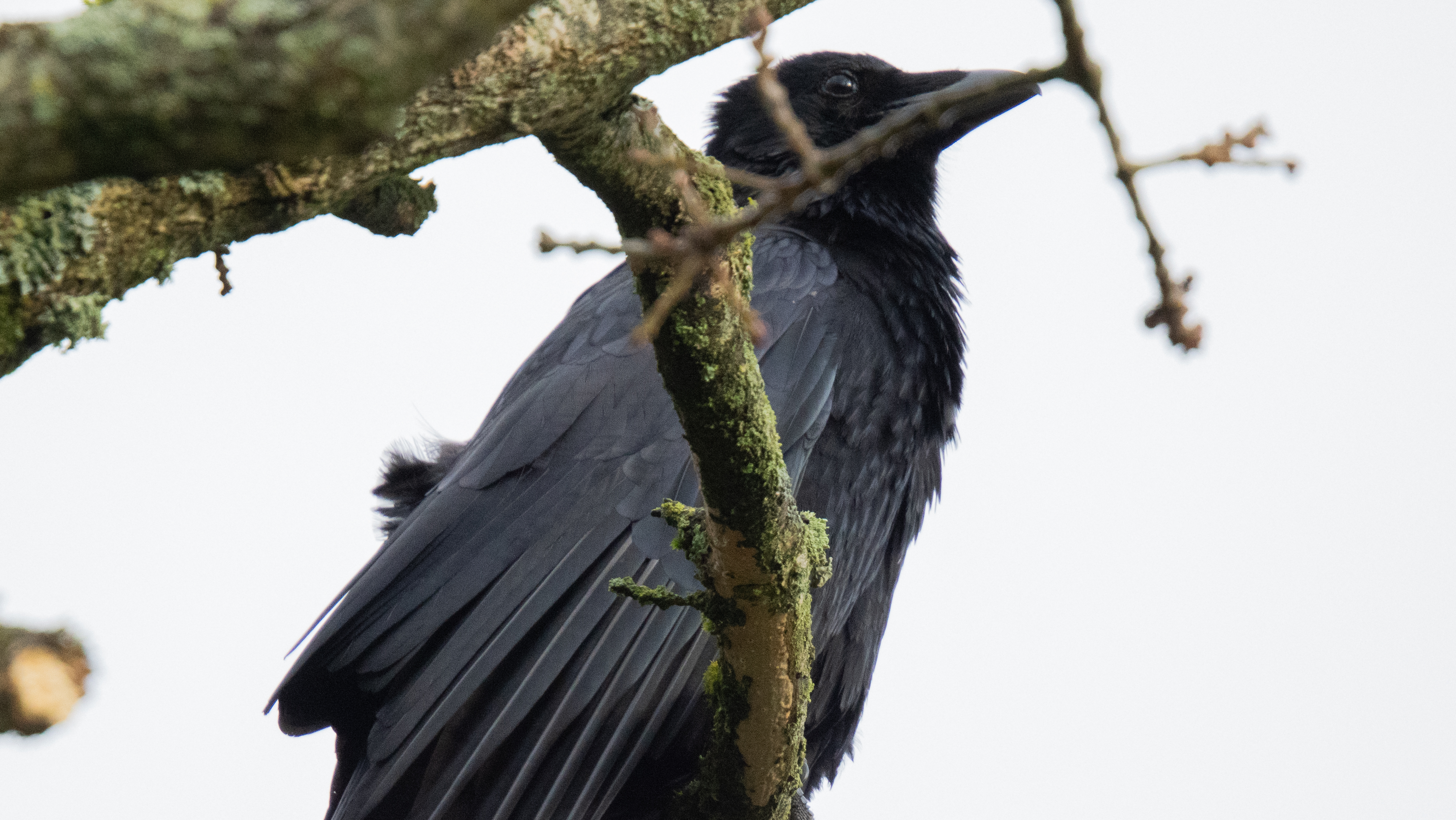 A wildlife photo taken on an OM System OM-1 Mark II mirrorless Micro Four Thirds camera
