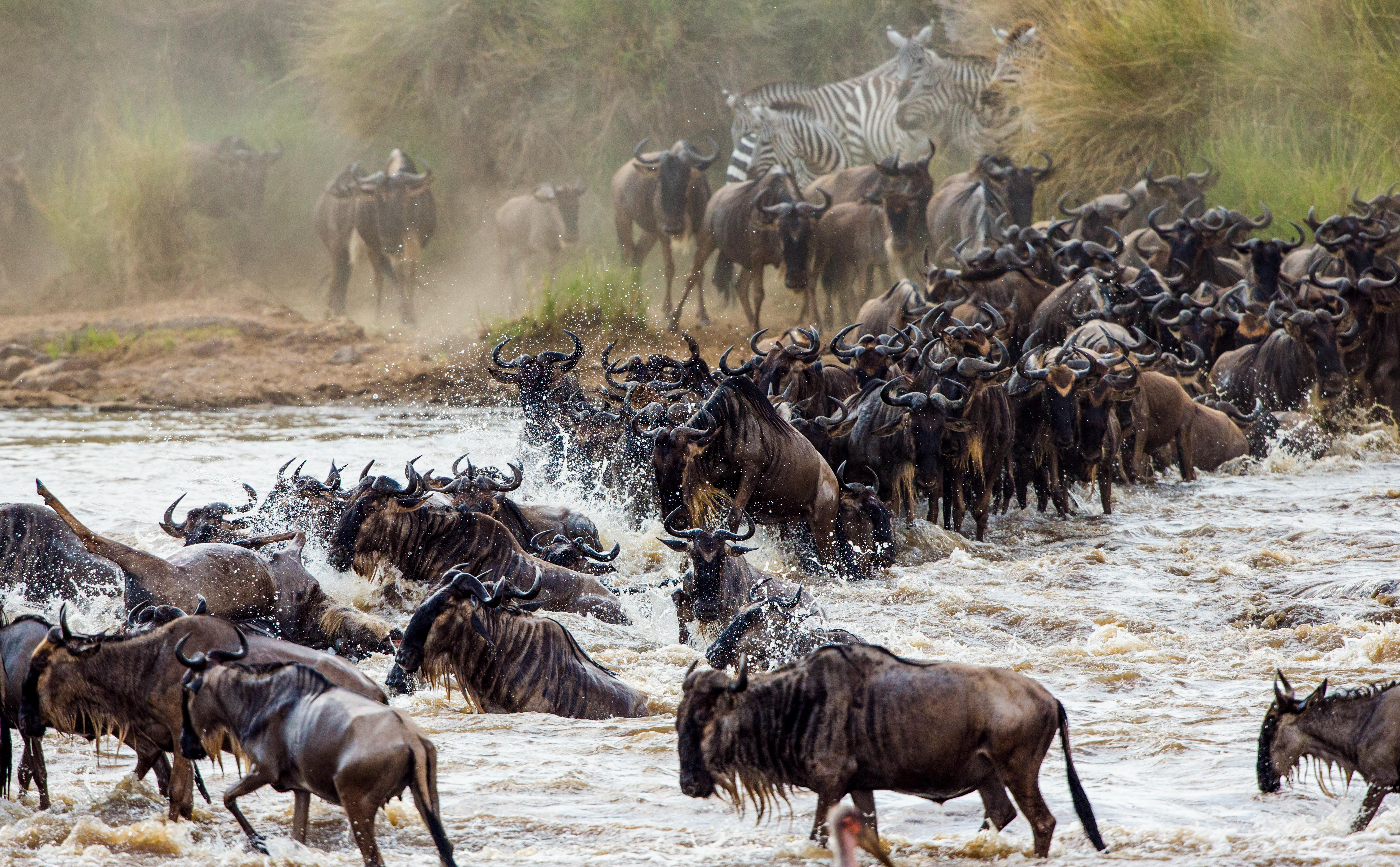 Wildebeests crossing the Mara River during the Great Migration.