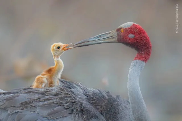 A sarus crane parent sharing an intimate and moving moment with its one-week-old chick 