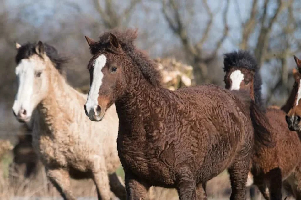 Curly Horse, Horse width curly coat