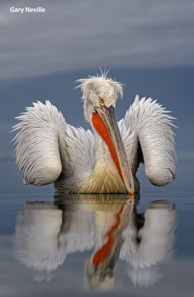 A pelican with vibrant orange bill floats calmly on water, reflecting its image against a serene gray backdrop
