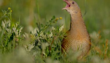 Endangered corncrake and coastlines focus of biodiversity grants worth more than €500,000 – The Irish Times