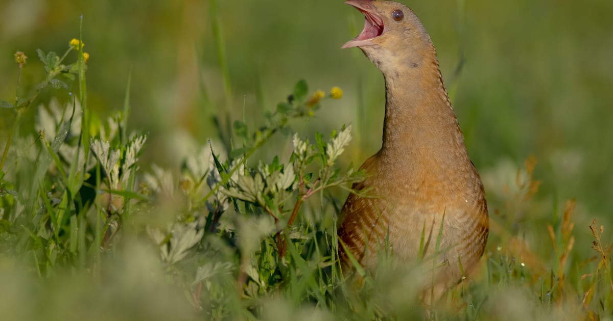 Endangered corncrake and coastlines focus of biodiversity grants worth more than €500,000 – The Irish Times
