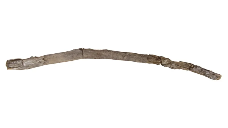 Oldest wooden tools: A longish, genly curving stick reassembled from broken bits.