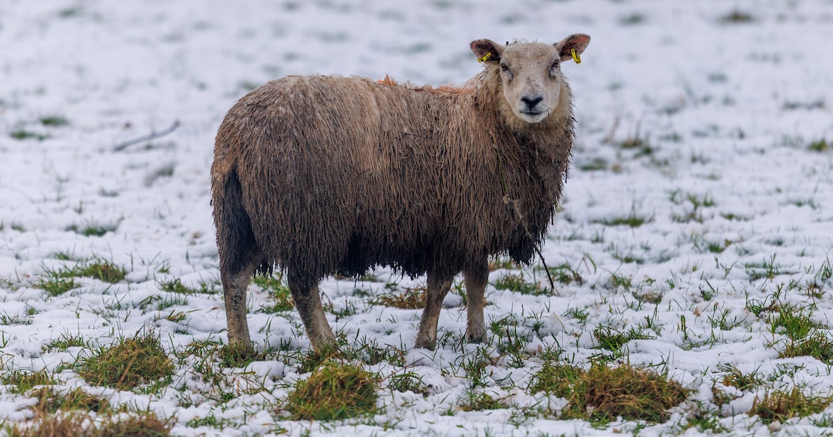 Snow and big freeze could hit Ireland after weeks of wet weather, says Met Éireann forecaster – The Irish Times