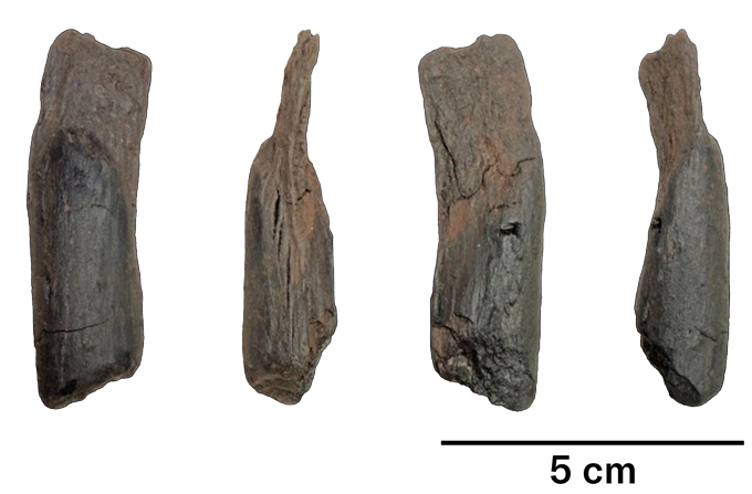 Four images of a flattish, gently curved piece of wood.