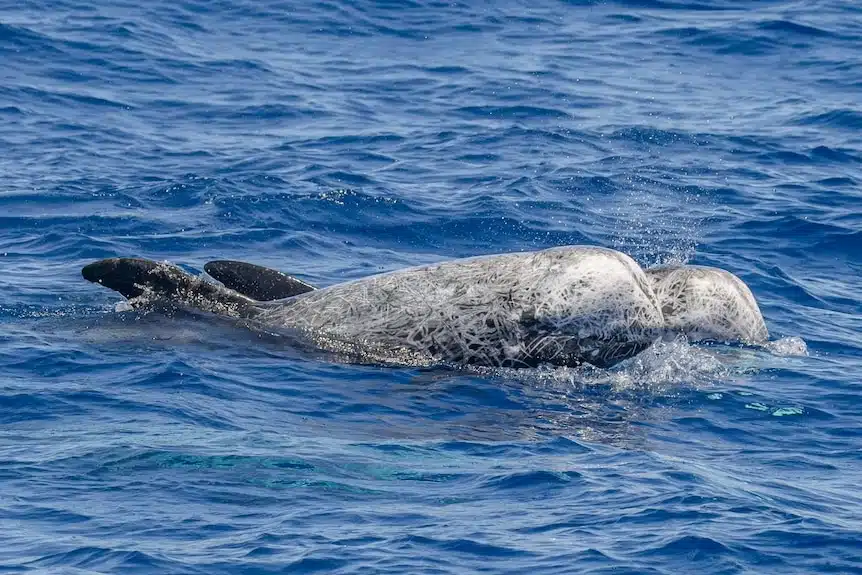 Two Risso's Dolphins Swimming Together, Showing Their Distinctive Scars.