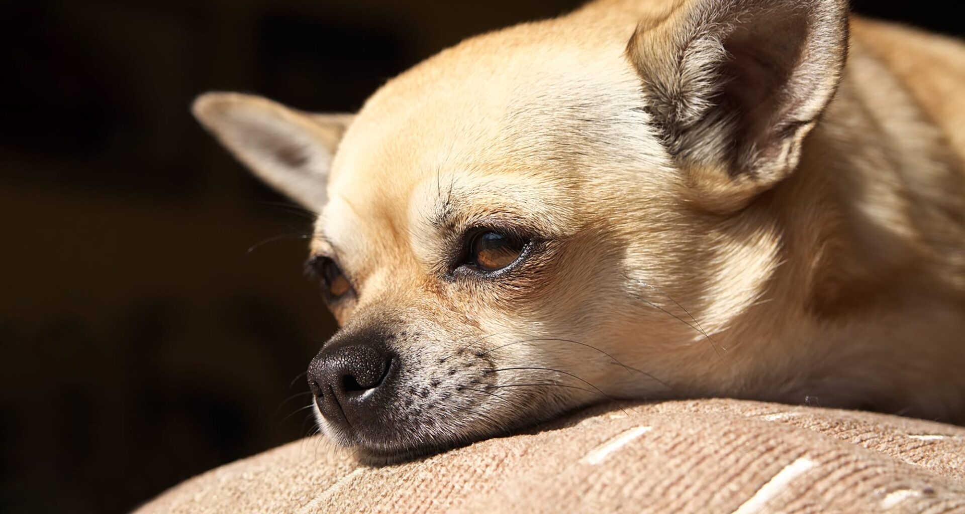 Potential Pandemics: Canine Coronavirus, Influenza D