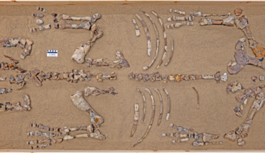 The rhino that lived in the Arctic