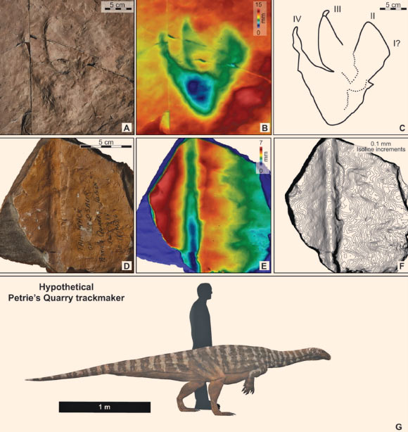Ichnofossils from Petrie’s Quarry at Albion in Brisbane, Queensland, Australia. Image credit: Anthony Romilio & Bruce Runnegar, doi: 10.1080/03115518.2025.2607630.