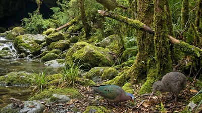 ‘Long lost cave in New Zealand’ reveals million-year-old wildlife, extinct birds, and a Kākāpō ancestor