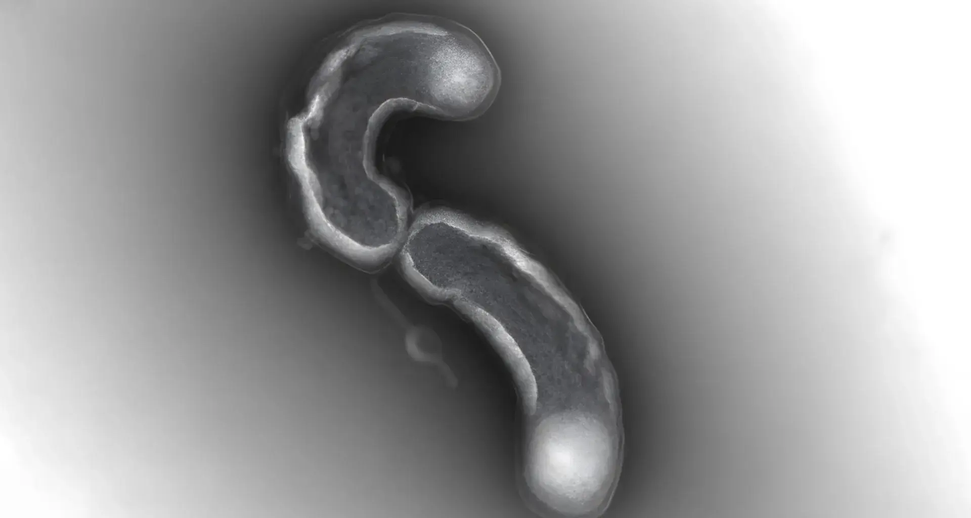 One of Earth’s most abundant lifeforms has a fatal flaw