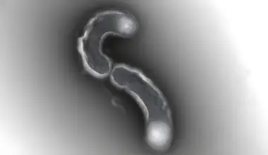 One of Earth’s most abundant lifeforms has a fatal flaw