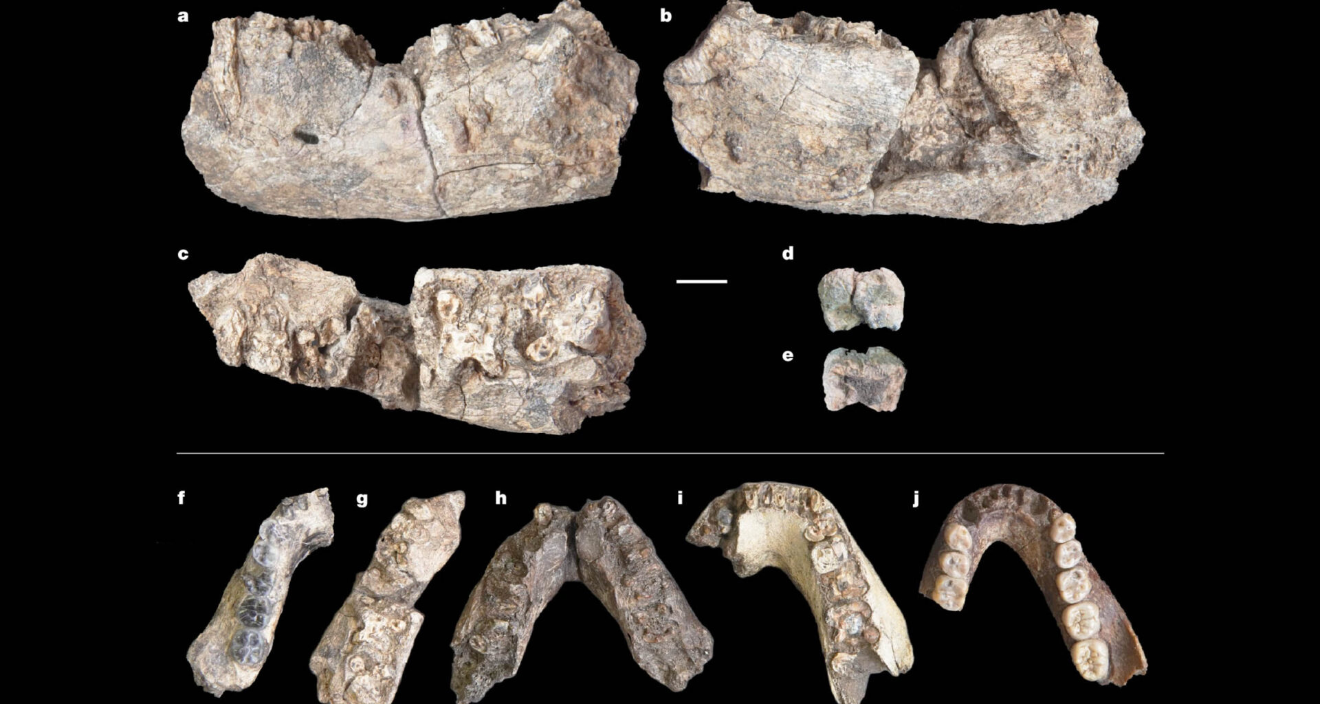 2.6-million-year-old Paranthropus jawbone changes human timeline