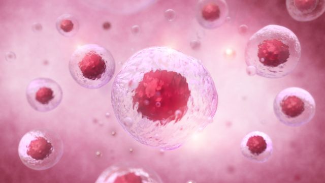 New Study on Muscle Stem Cells Uncovers Aging Secrets