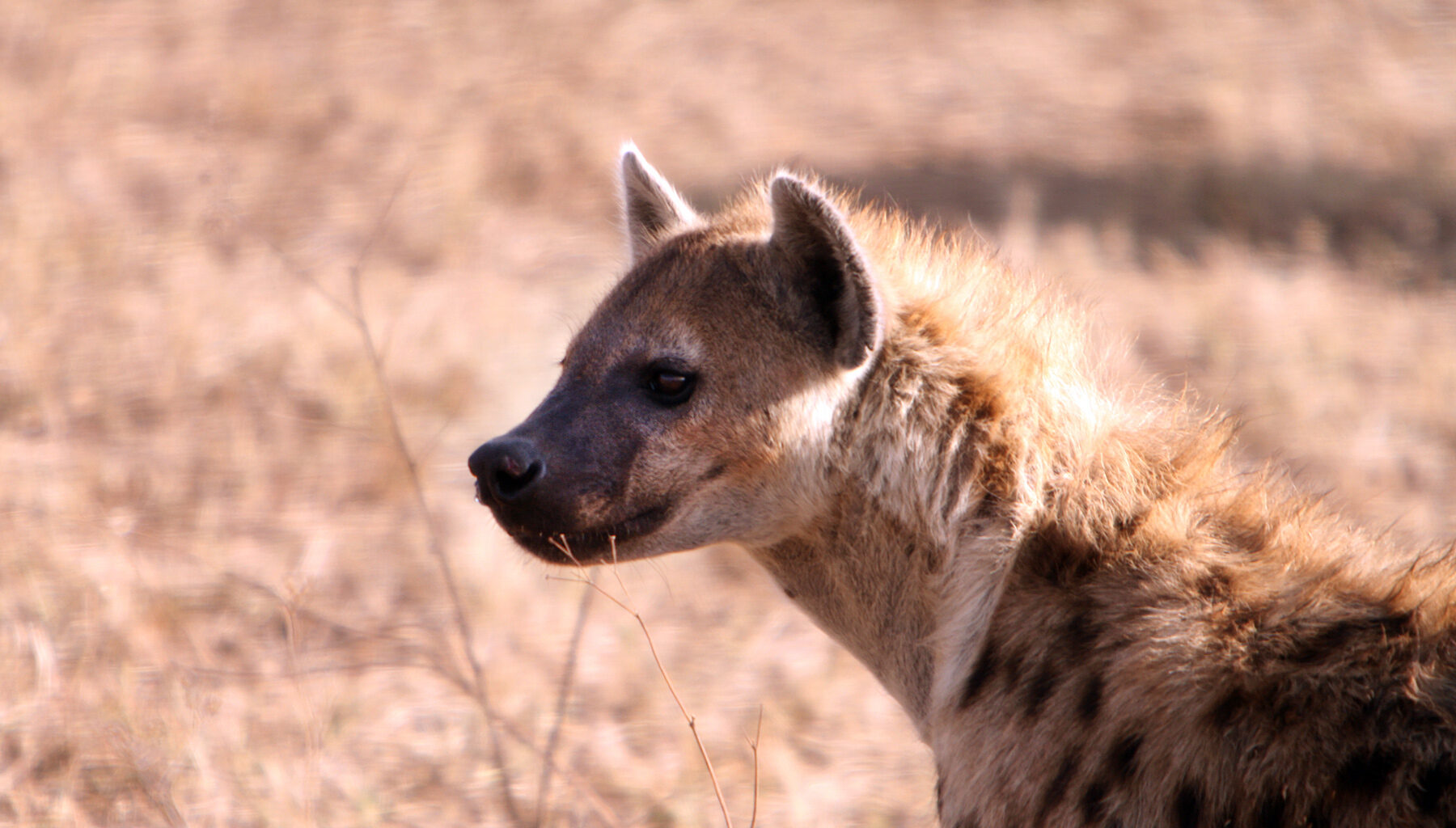 Hyena in Tanzania. Photo by: Rhett A. Butler.