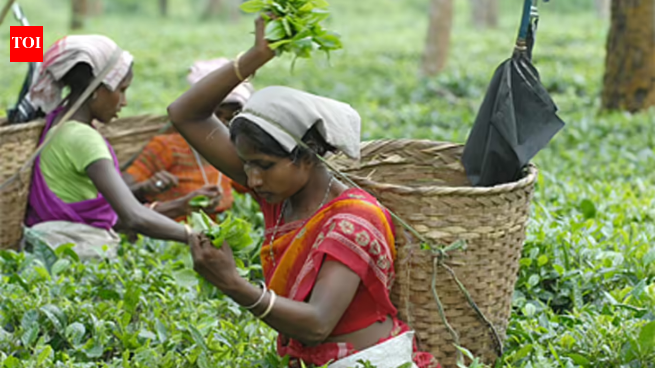 Assam tribe’s herbal remedies reveal 39 medicinal plants with healing potential: Study | India News
