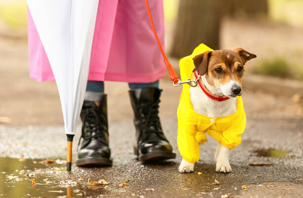 How much do you know about rain? · TheJournal.ie