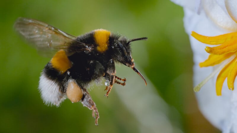 A close-up of a bumblebee in flight approaching a white flower with yellow stamens, against a blurred green background.
