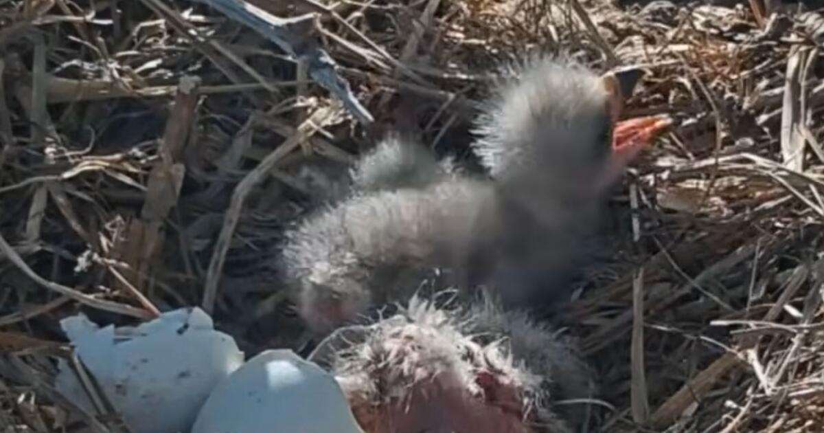 Big Bear bald eagles Jackie and Shadow welcome two eaglets on Easter weekend