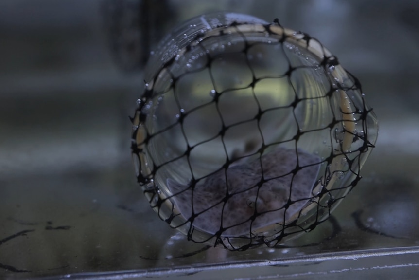 A small sting ray-like animal in a small cylinder. It appears to be being kept contained by some light netting.