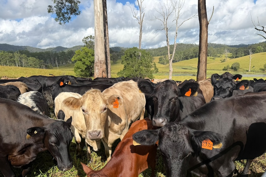 A herd of cattle