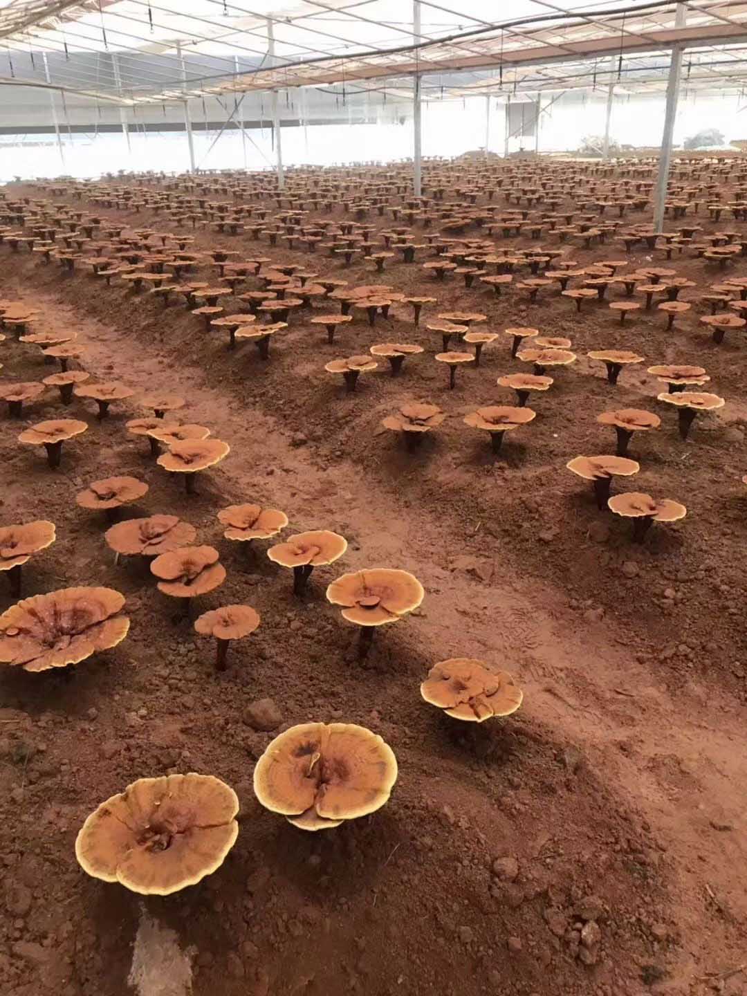 Mycogenius log grown Reishi
